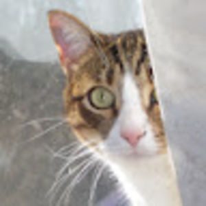 Meet your Posher, Gustavo